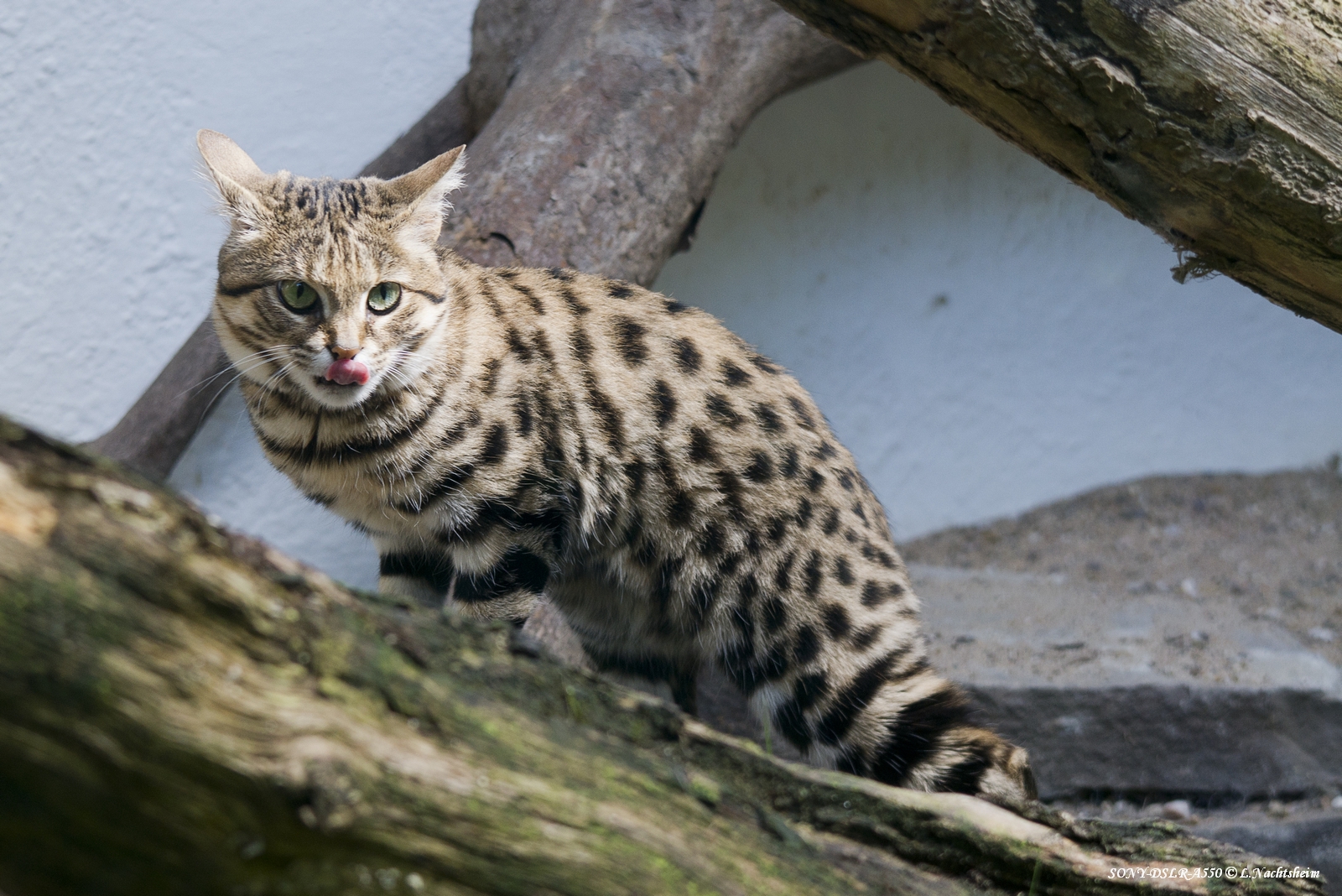 Schwarzfußkatze