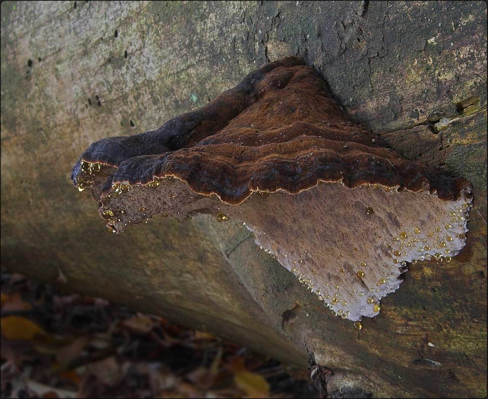 schwarzgebänderter Harzporling (Ischnoderma benzoinum)