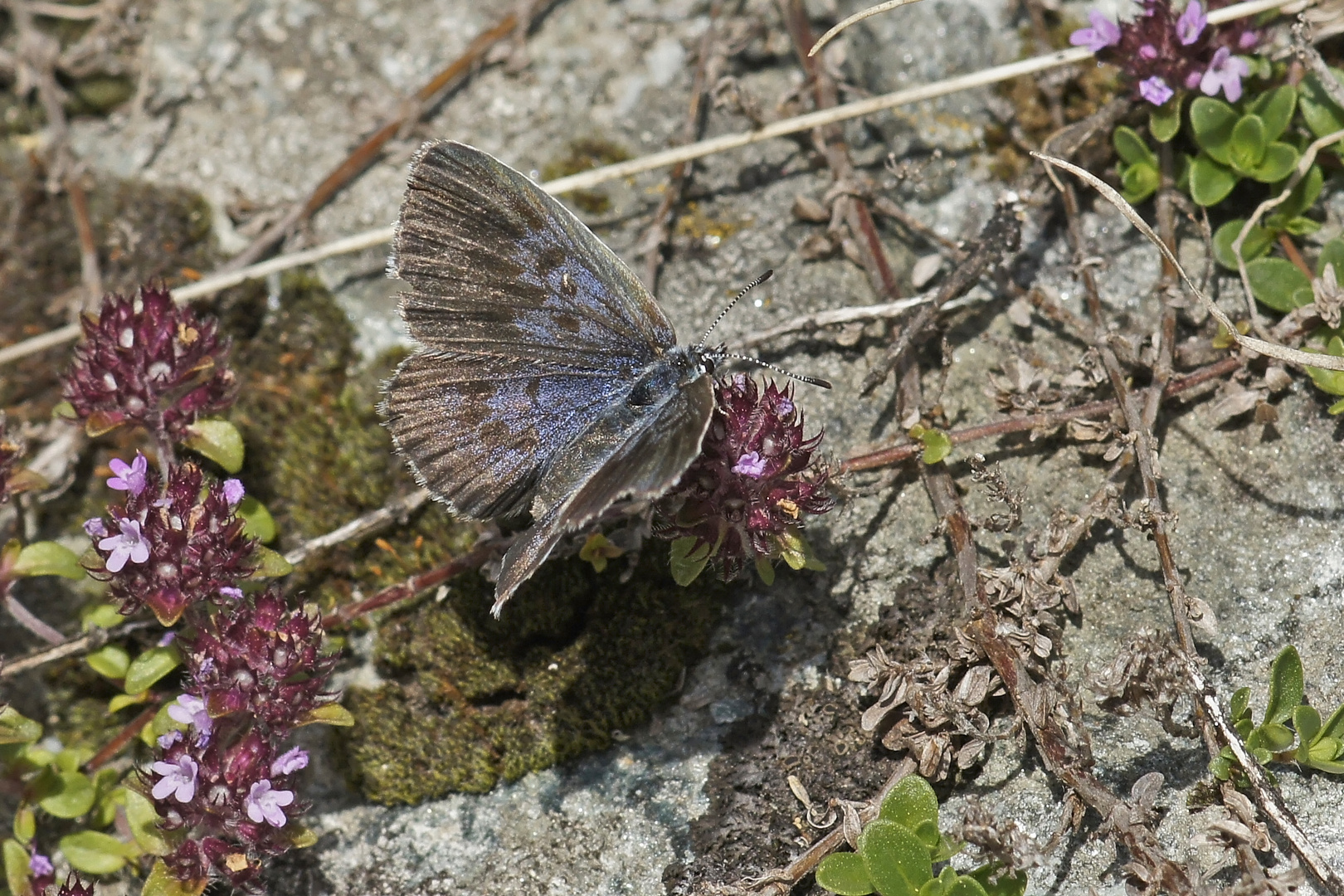 Schwarzgefleckter oder Quendel-Ameisenbläuling (Maculinea arion f.obscura)