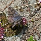 Schwarzgefleckter oder Quendel-Ameisenbläuling (Maculinea arion f.obscura)