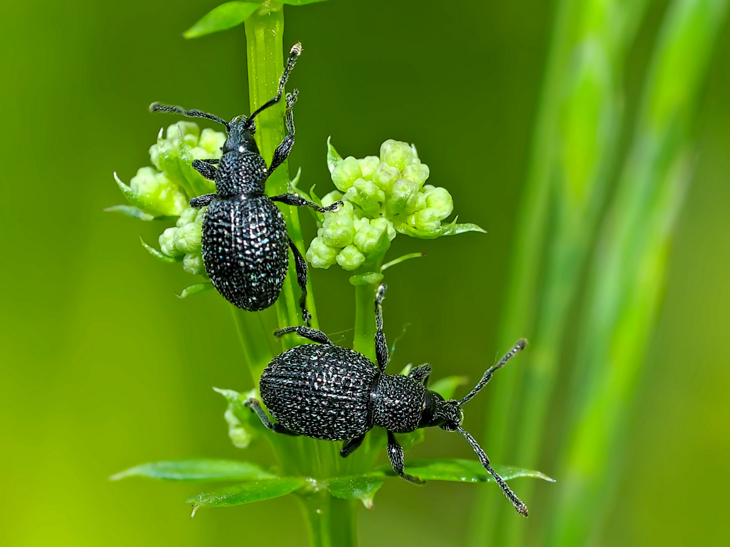 Schwarzgekörnter Dickmaulrüssler (Otiorhynchus pinastri) auf Nahrungssuche ...