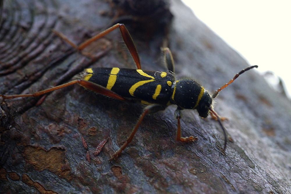 schwarzgelb Foto & Bild tiere, wildlife, insekten Bilder auf