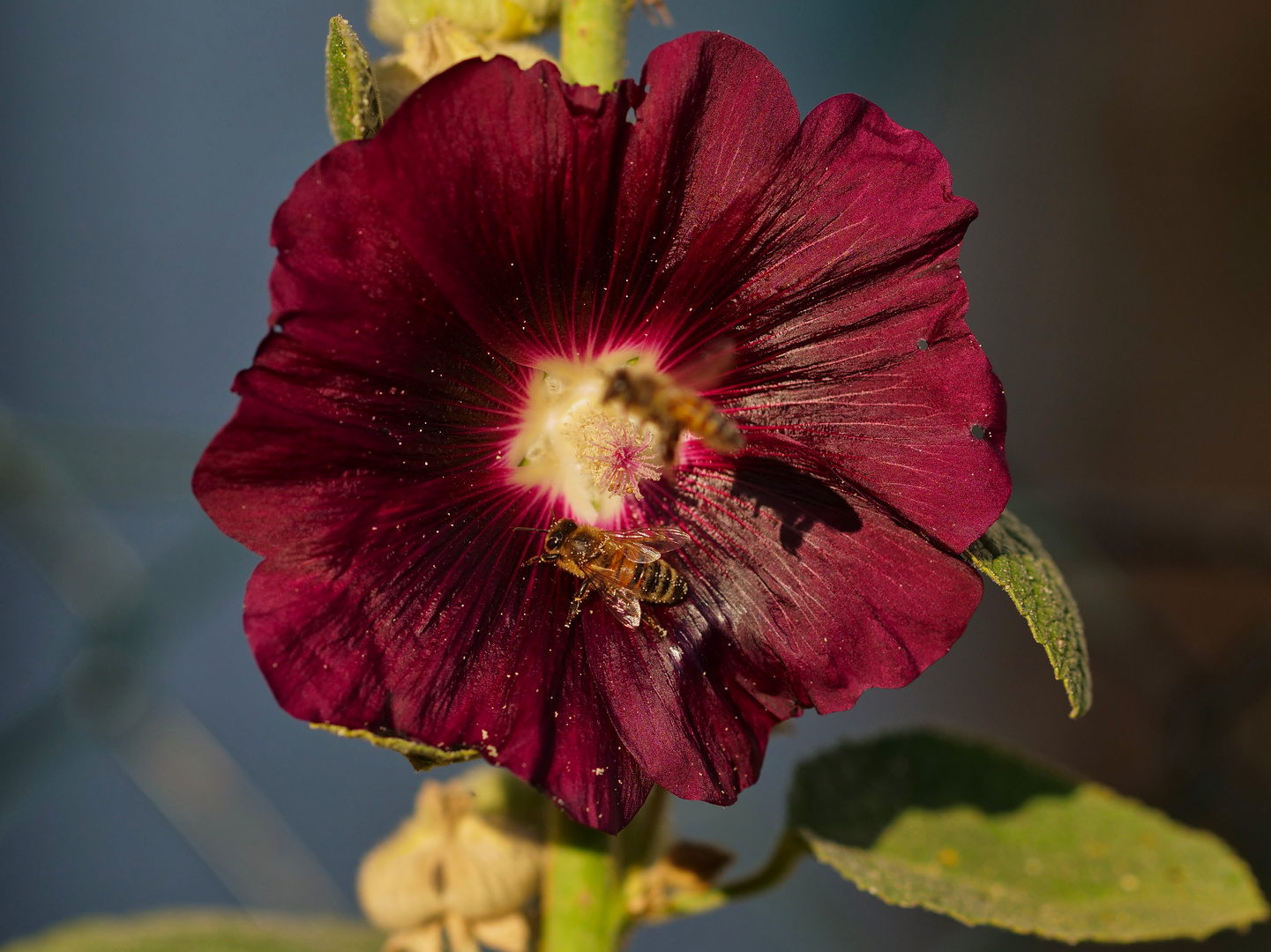 schwarzgelb auf aubergine