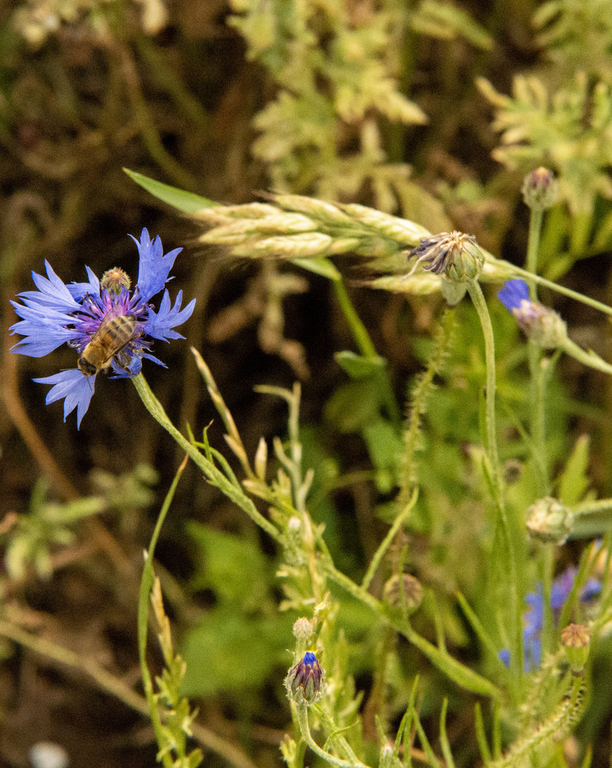 schwarzgelb auf blau