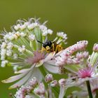 schwarzgelbe Blattwespe