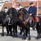 Schwarzgelockte Schönheiten