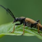 Schwarzgesaumter Schmalbock ?