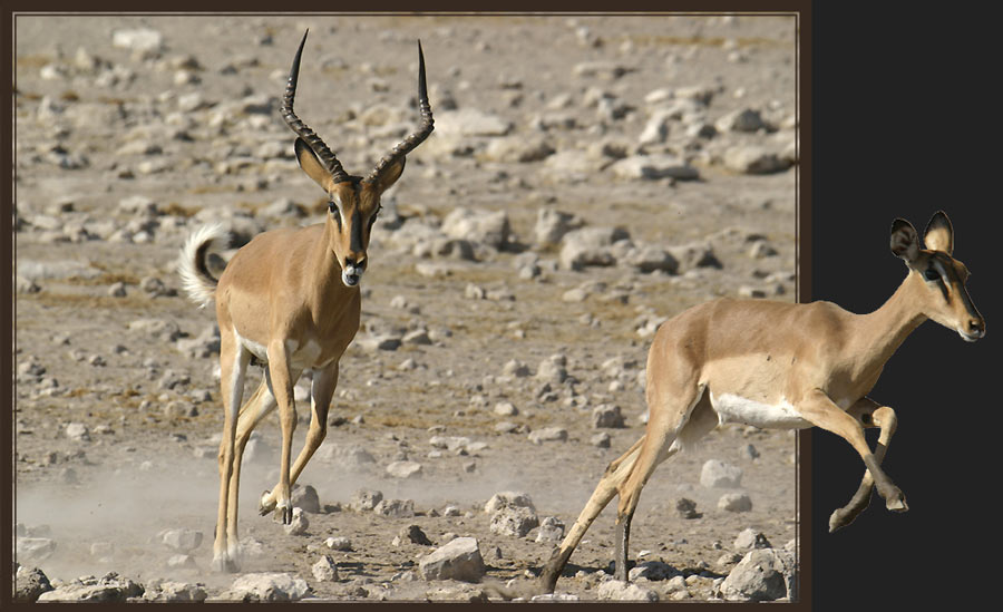 Schwarzgesicht-Impala auf der Flucht