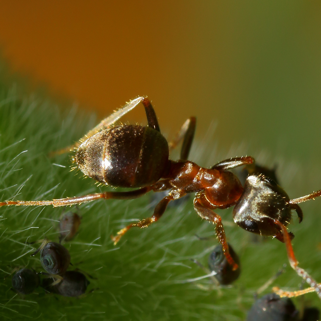 Schwarzgraue(?) Wegameise (Lasius niger) mit Blattläusen