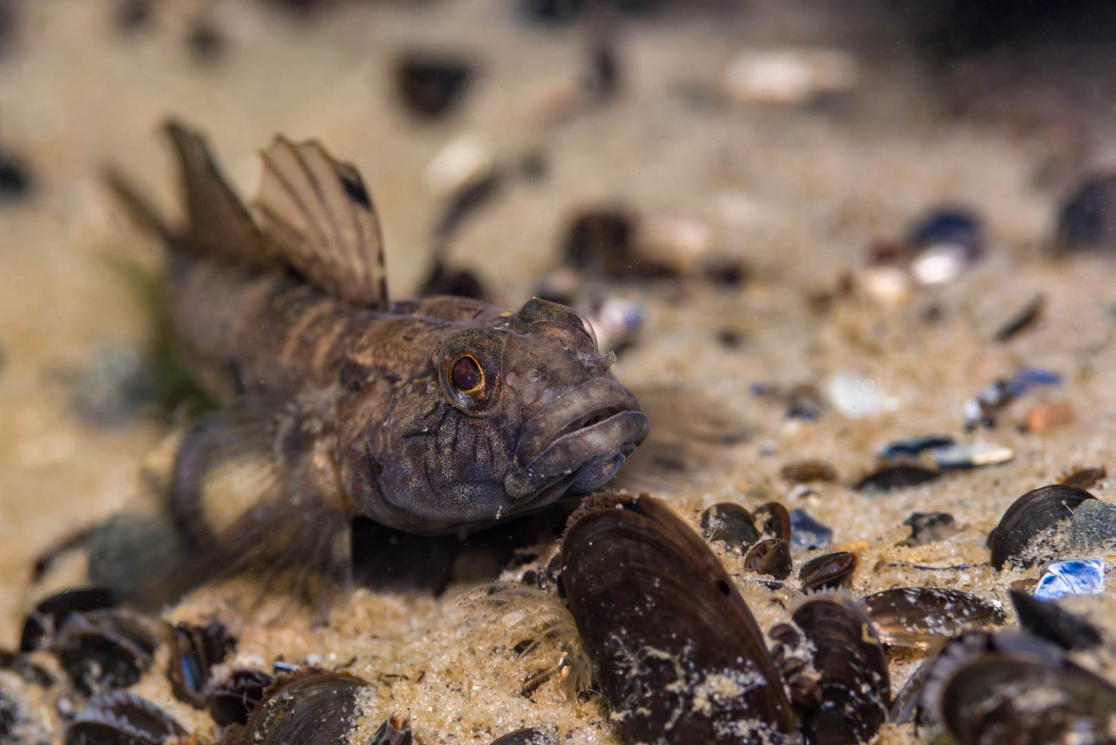 Schwarzgrundel Foto & Bild | tiere, wildlife, fische Bilder auf fotocommunity