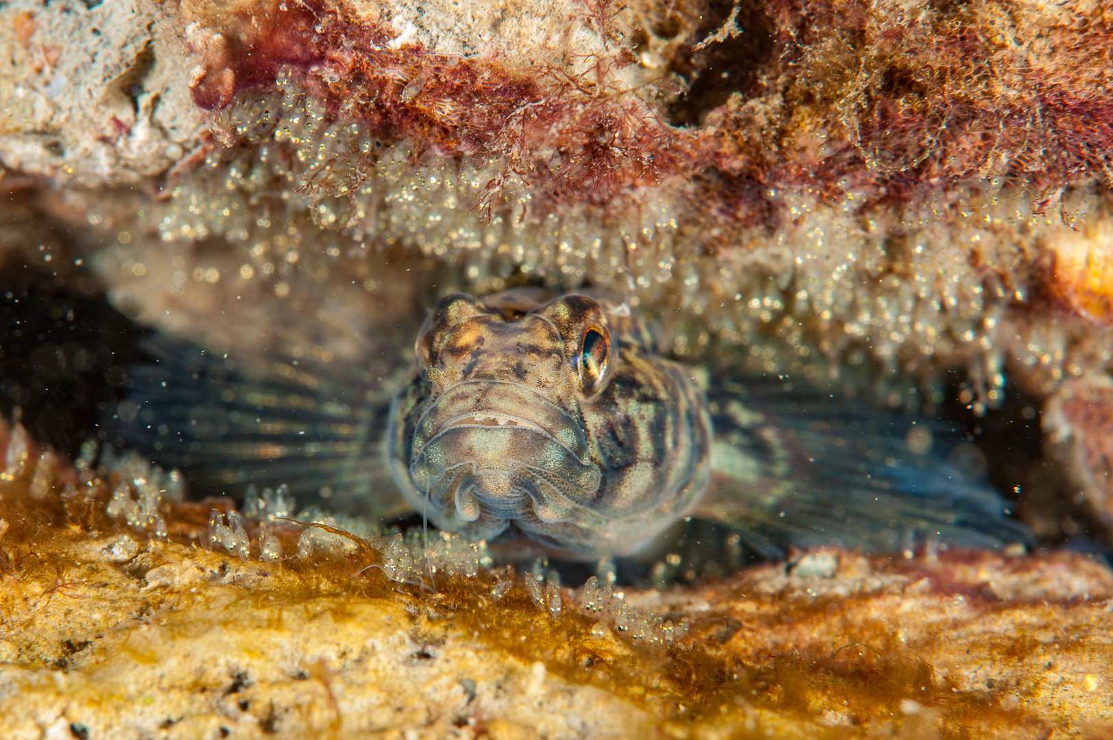 Schwarzgrundel mit Gelege Ostsee