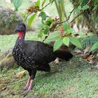 Schwarzguan