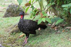 Schwarzguan