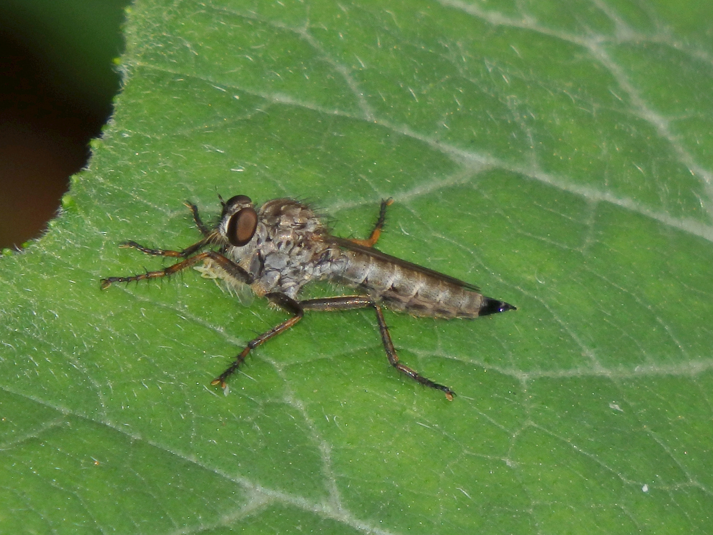 Schwarzhaar-Raubfliege (Tolmerus atricapillus) mit Beute