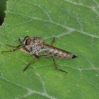 Schwarzhaar-Raubfliege (Tolmerus atricapillus) mit Beute