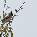 Schwarzhäubchenmeise - Black-crested Titmouse (Baeolophus atricristatus)