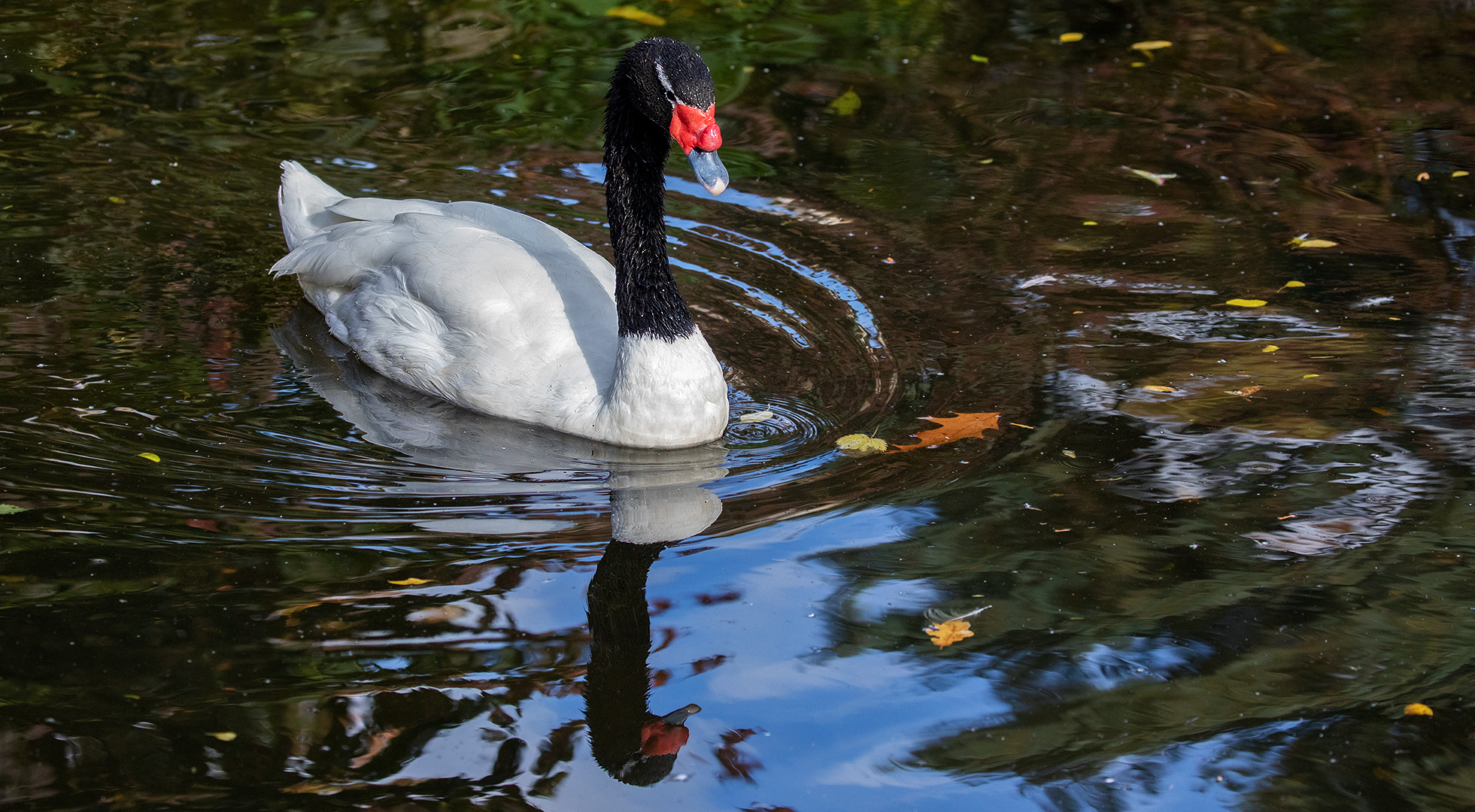 Schwarzhals Schwan 