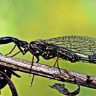 Schwarzhalsige Kamelhalsfliege (Venustoraphidia nigricollis) das Insekt des Jahres.