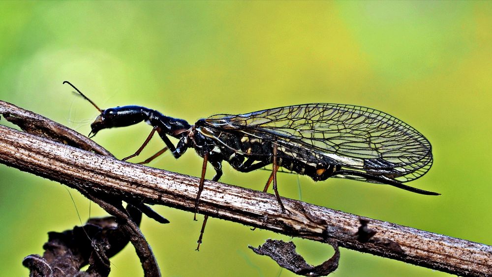 Schwarzhalsige Kamelhalsfliege (Venustoraphidia nigricollis) das Insekt des Jahres.