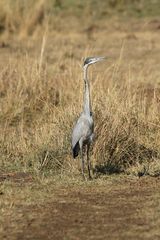 Schwarzhalsreiher - Ardea melanocephala