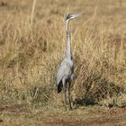 Schwarzhalsreiher - Ardea melanocephala