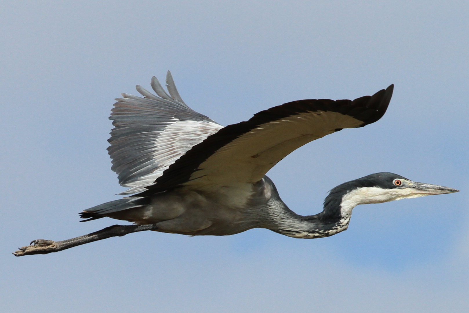 Schwarzhalsreiher im Flug