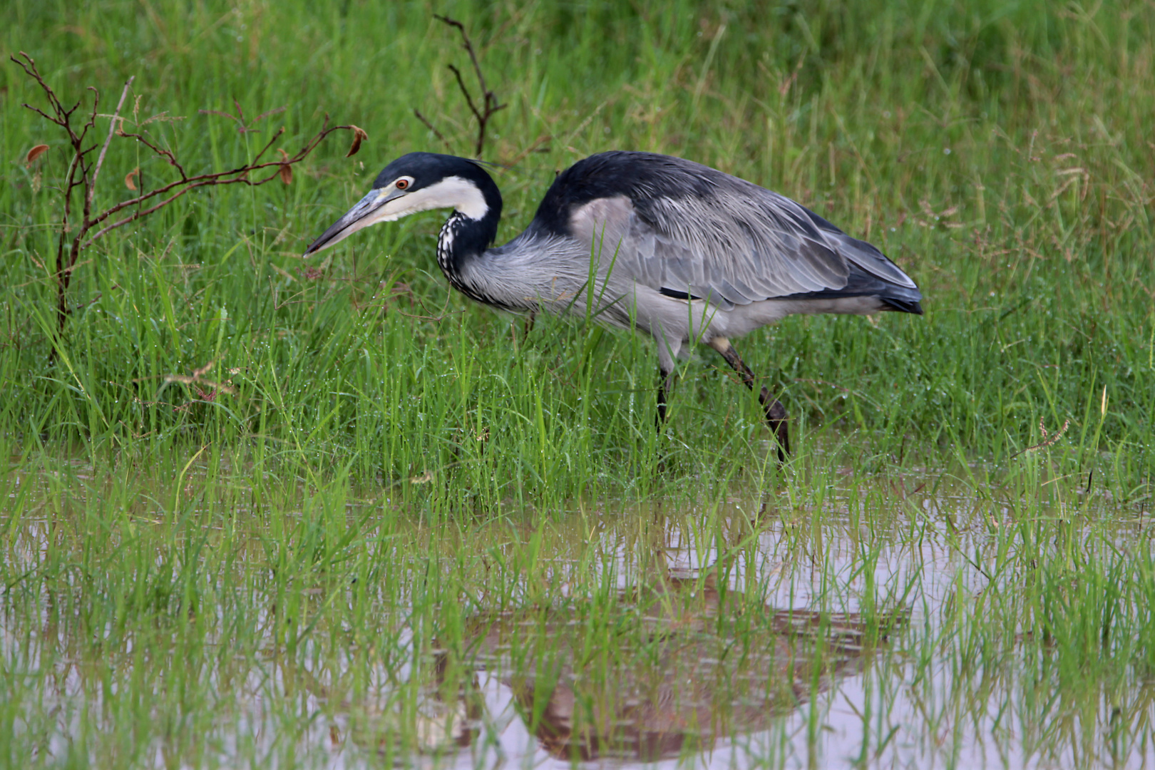 Schwarzhalsreiher in Kenia