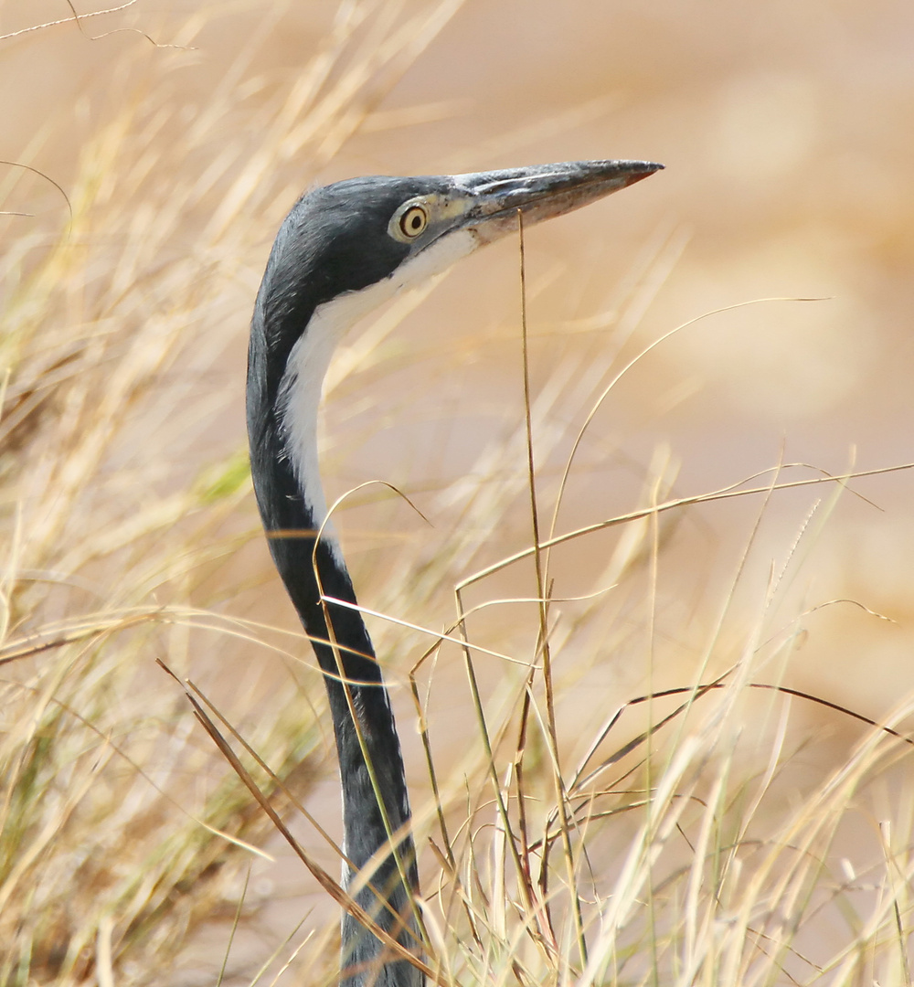 ....Schwarzhalsreiher-Portrait....