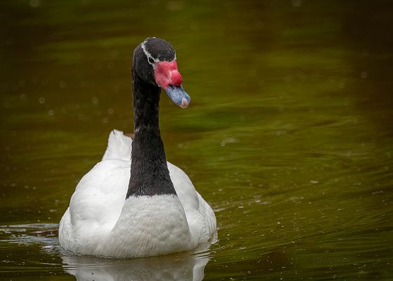 Schwarzhalsschwan