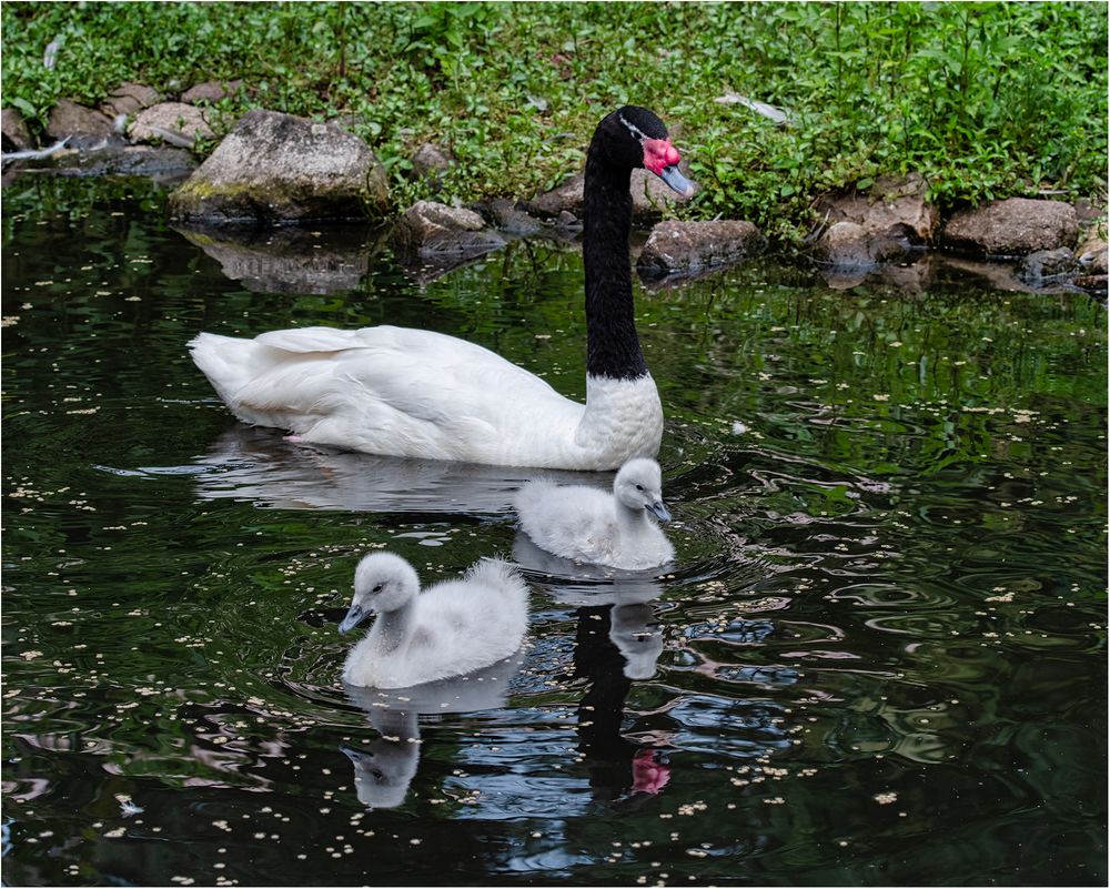 Schwarzhalsschwan mit Nachwuchs