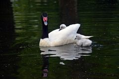 Schwarzhalsschwan mit seine Küken