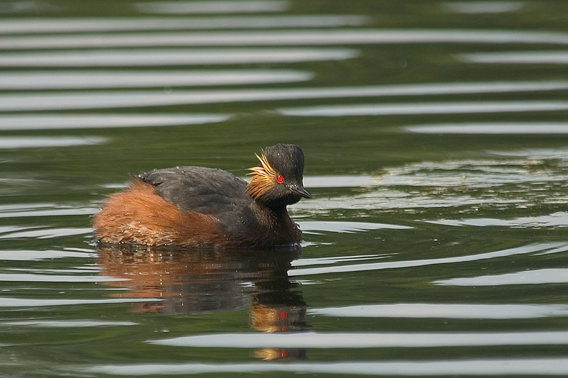 Schwarzhalstaucher