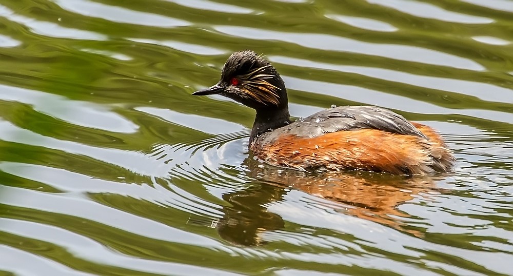 Schwarzhalstaucher am Dutzendteich