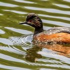 Schwarzhalstaucher am Dutzendteich