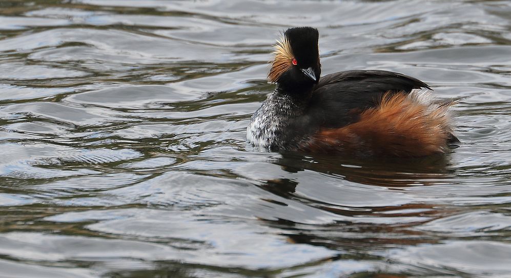 Schwarzhalstaucher am Flachweiher in Nürnberg