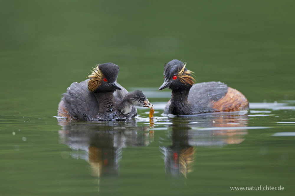 Schwarzhalstaucher, Fütterung eines Jungvogels