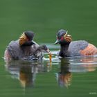 Schwarzhalstaucher, Fütterung eines Jungvogels