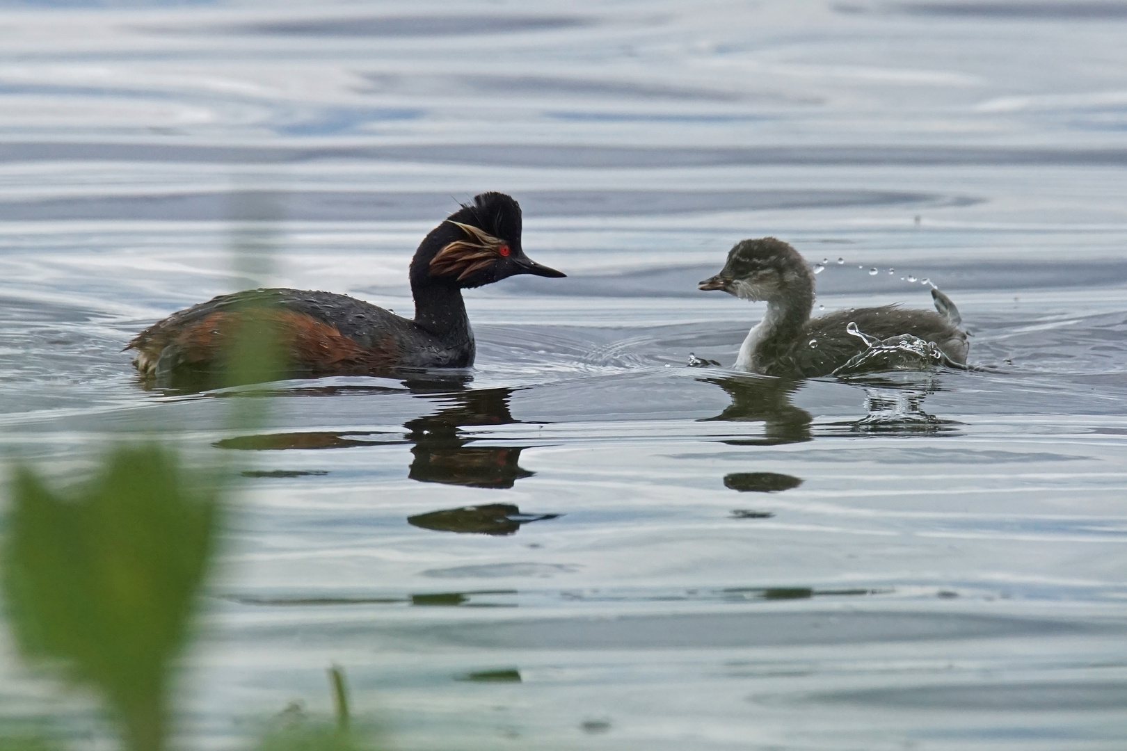 Schwarzhalstaucher mit Jungvogel (Podiceps nigricollis)