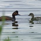 Schwarzhalstaucher mit Jungvogel (Podiceps nigricollis)