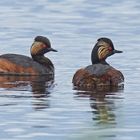 Schwarzhalstaucher-Paar (Podiceps nigricollis)