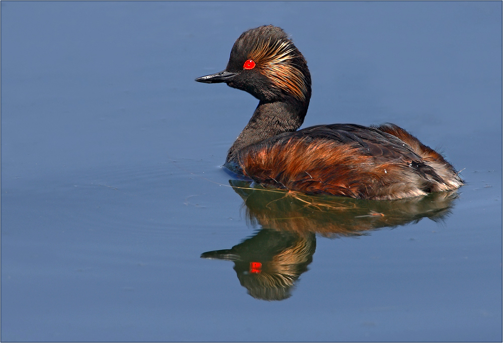 Schwarzhalstaucher (Podiceps nigricollis)