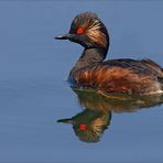 Schwarzhalstaucher (Podiceps nigricollis)