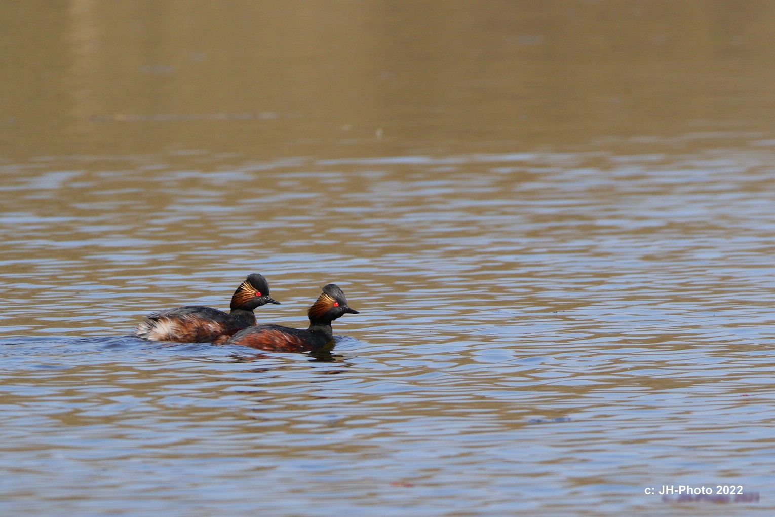 Schwarzhalstaucher (Podiceps nigricollis)