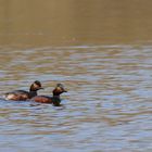 Schwarzhalstaucher (Podiceps nigricollis)