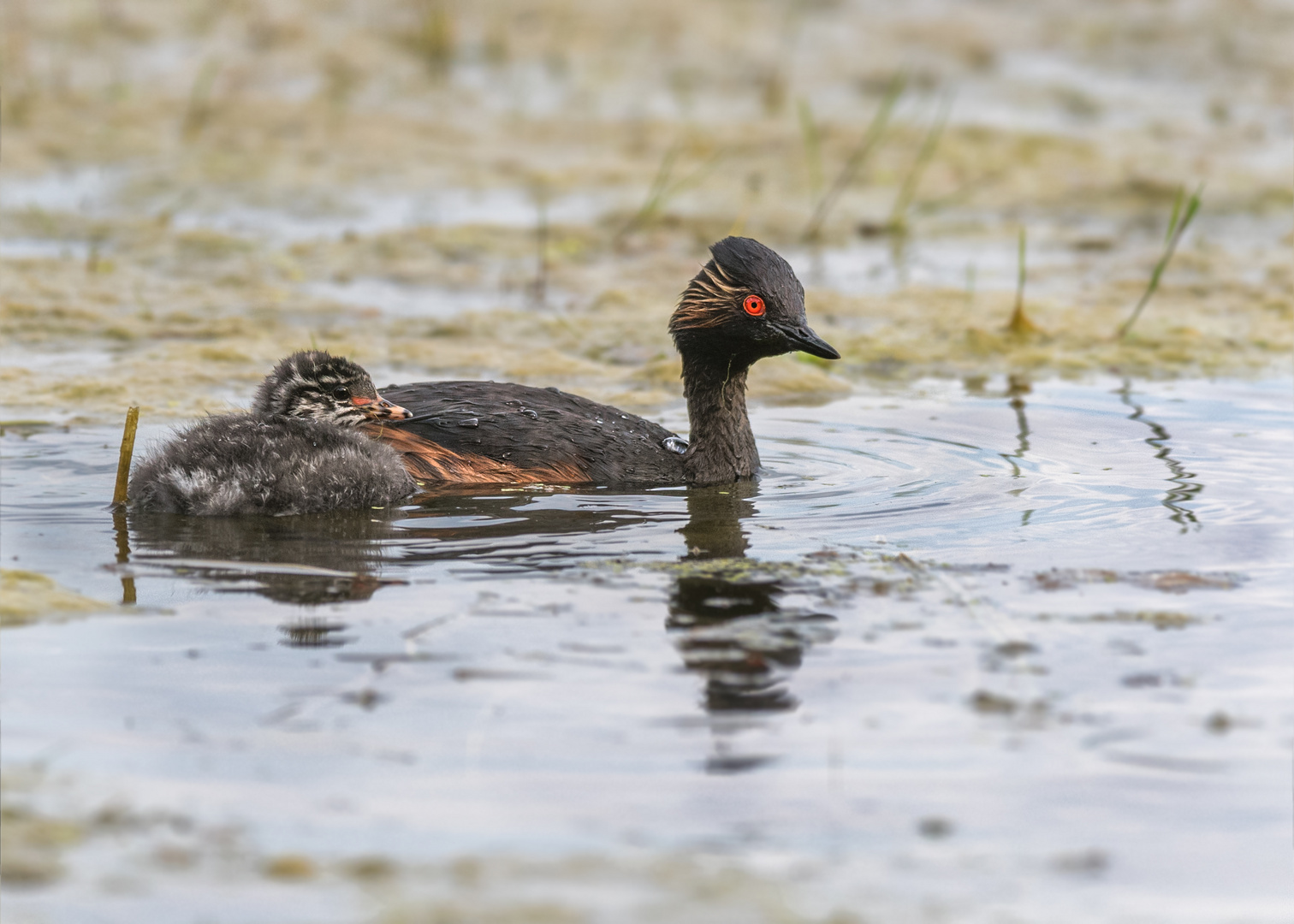 Schwarzhalstaucher (Podiceps nigricollis) 