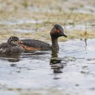 Schwarzhalstaucher (Podiceps nigricollis) 