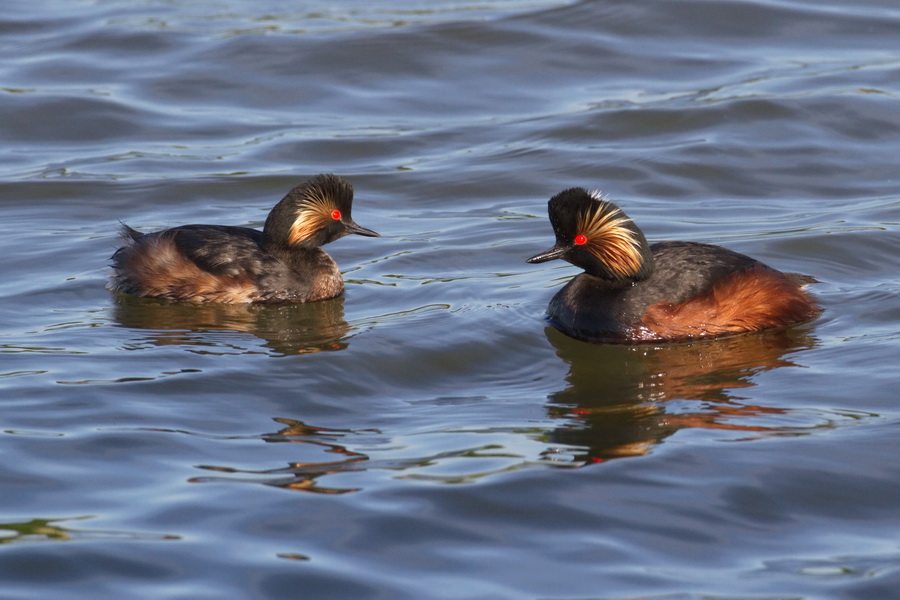 Schwarzhalstaucher ( Podiceps nigricollis )