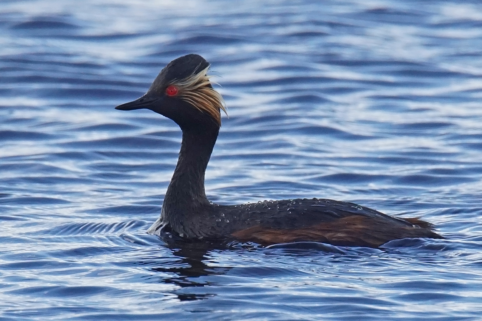 Schwarzhalstaucher (Podiceps nigricollis)