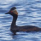 Schwarzhalstaucher (Podiceps nigricollis)