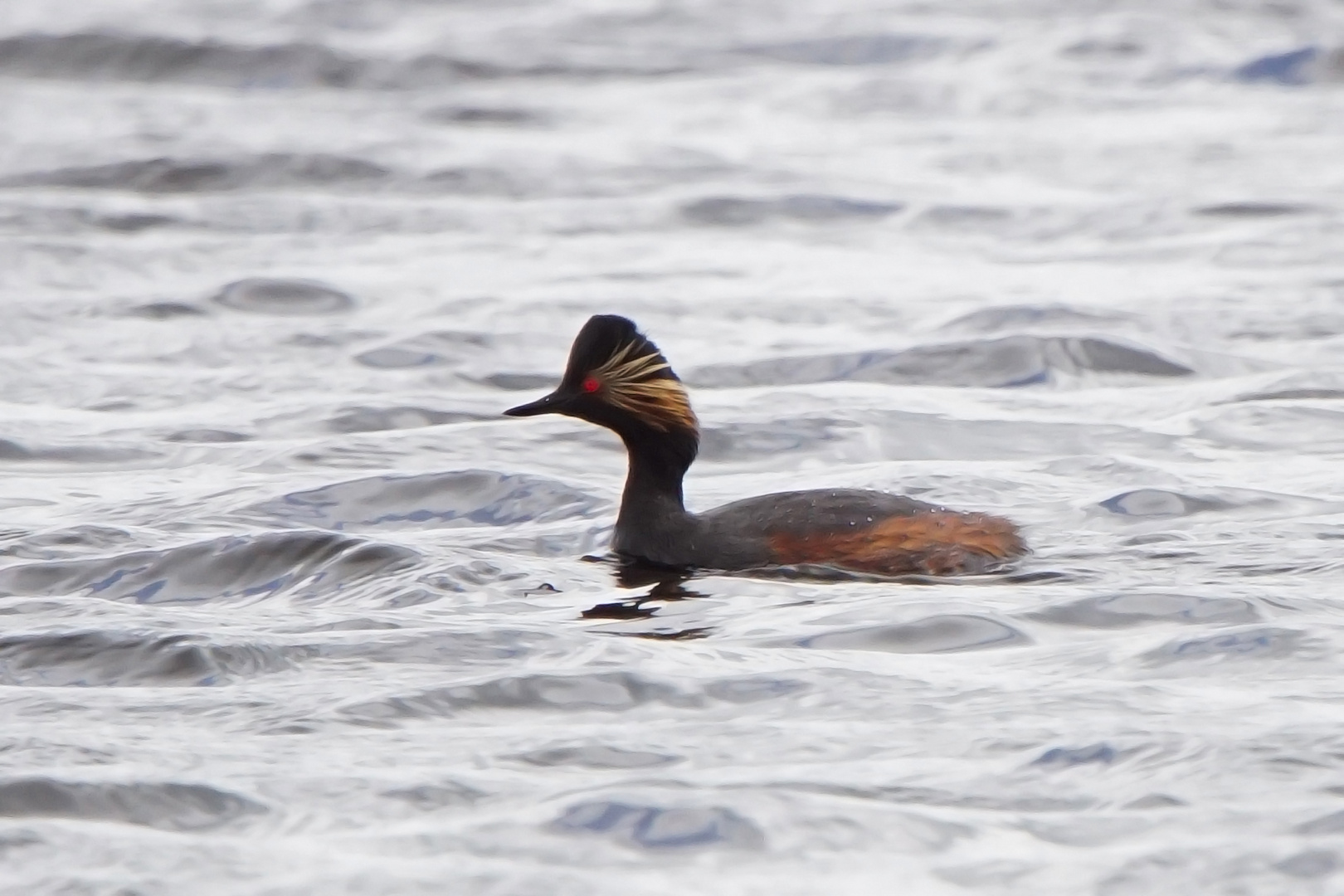 Schwarzhalstaucher (Podiceps nigricollis)